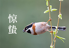 今日惊蛰，春雷响，万物长